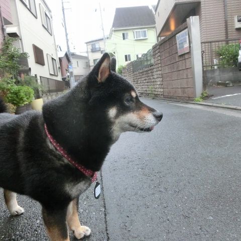 ペット